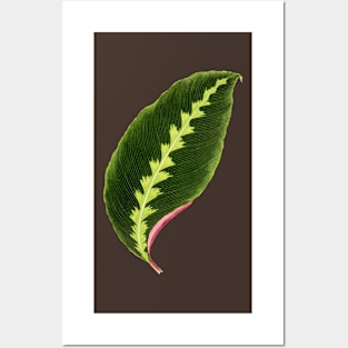 Calathea Warscewiczii - Flore des serres et des jardin de l’Europe Posters and Art